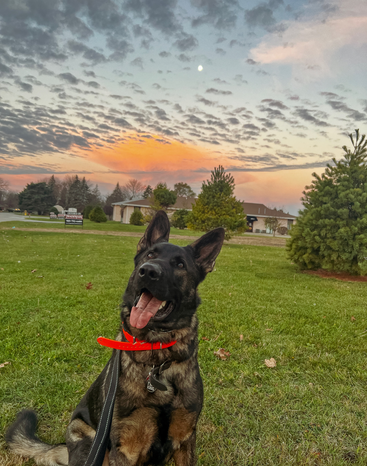 Photo of dog during training