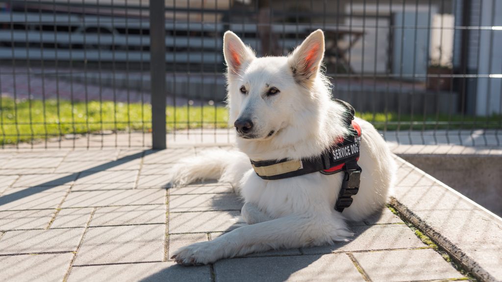 service dog